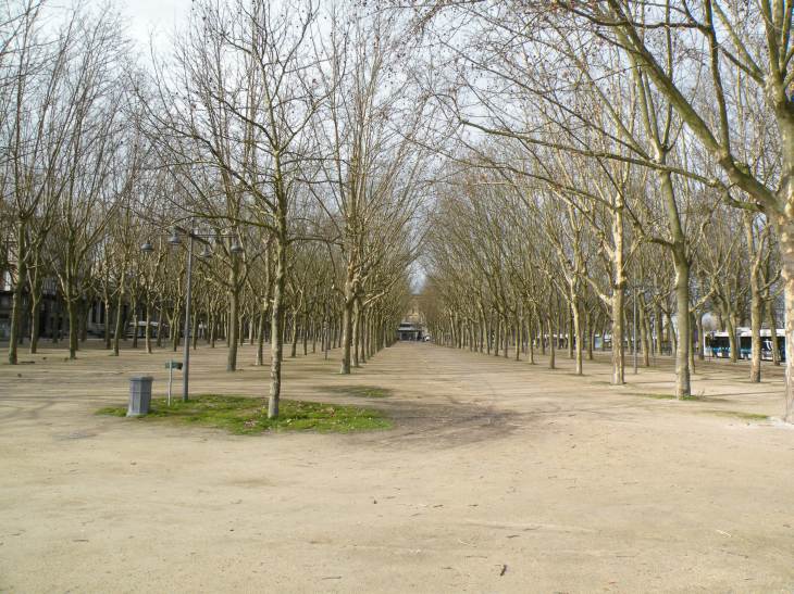  alignement d'arbres, place des Quinconces